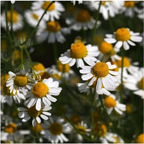 Seed Needs, German Chamomile Medicinal Herb Seeds For Planting (Matricaria Recutita) Single Package Of 500 Seeds - Heirloom, Non-Gmo & Untreated #TOP1