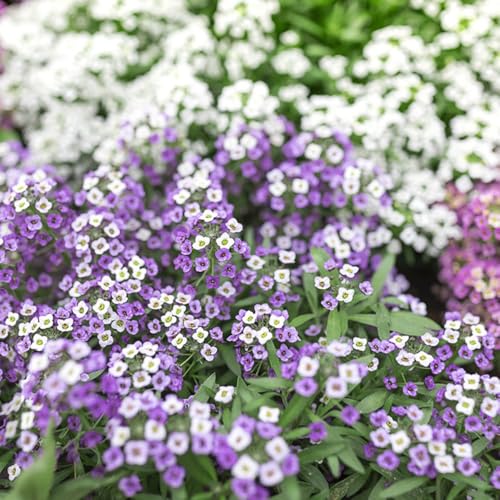 semillas de plantas de piedra plantas decorativas semillas de flores semillas de flores del prado jardín interior flores de primavera cobertura del suelo, perenne resistente semillas 55pcs