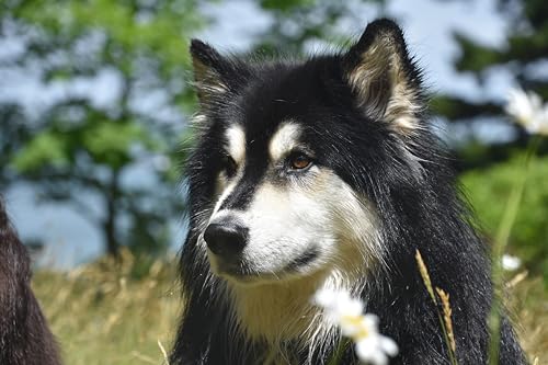 Canina Caniletten, 300 g