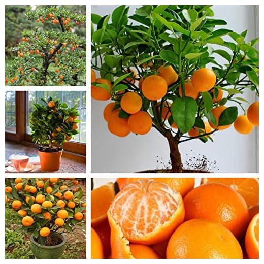 Zeoust Loife 50 Pcs Orange Tree Seeds for Planting Dwarf Mandarin Trees Bonsai Plants Non-GMO Washington Orange Fruit Seed to Plant (Bonsai Orange Tree)
