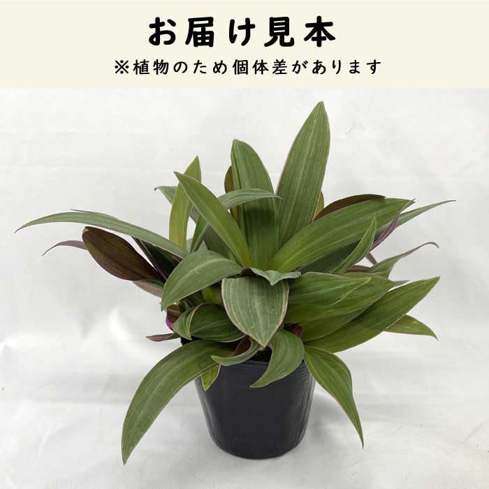Amazon.co.jp: ムラサキオモト オーロラ 10.5cm ポット苗 観葉植物