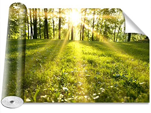 Papier peint forêt solaire pour masquer les défauts d'un mur abîmé - 2
