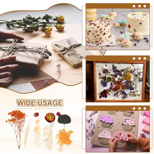 uxcell Natural Dried Flower Set flores secas naturales miniatura 6