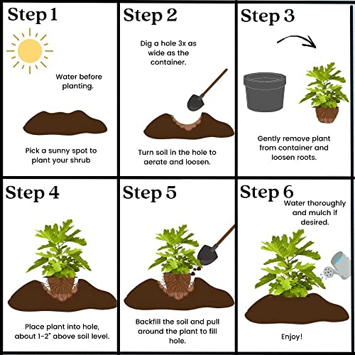 1 Gallon Fig Black Mission Shrub 1 Gallon Fig Black Mission Shrub