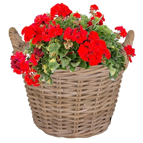 Annastore Pflanzkorb aus Weide mit Henkel und Innenfolie Blumenkorb...