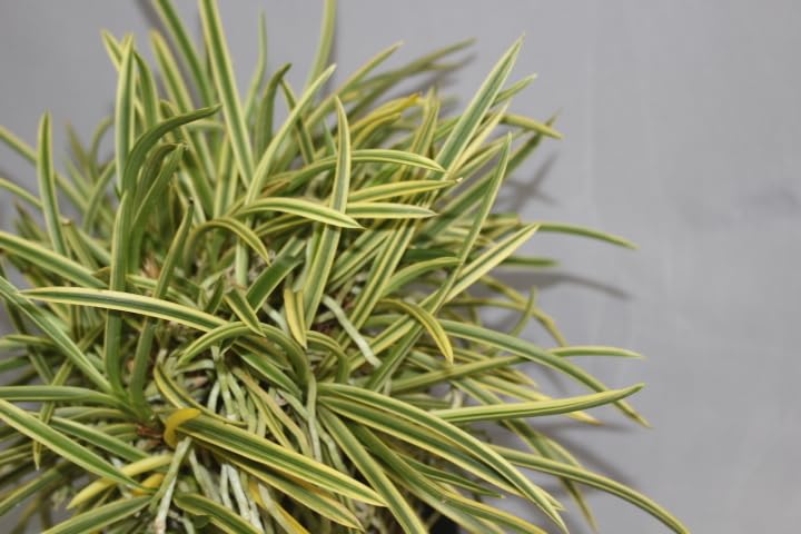 富貴蘭「ミドリマキバオー」（大小7本株立ち） 富貴蘭「ミドリマキバオー」（大小7本株立ち）