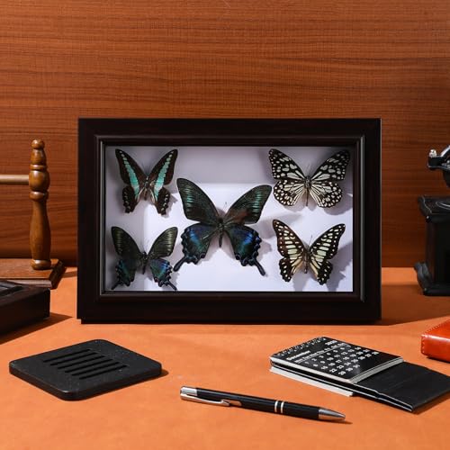 Mariposa decorativa en marco de madera ideal para regalar 5