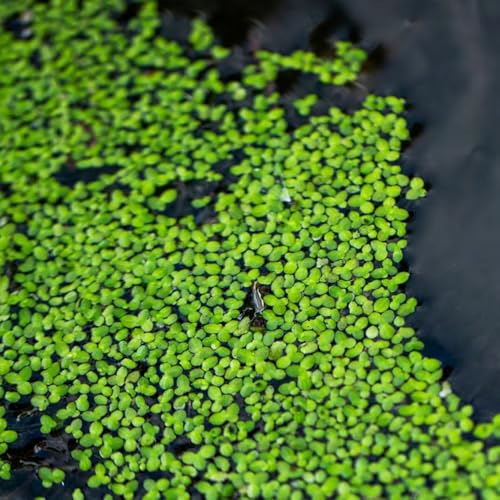 54 Stück Künstliche Wasserlinsen - Realistische Teichdekoration Ohne Pflege