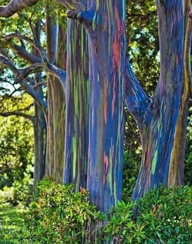 50pcs Eucalyptus deglupta graines d'arbre arc-en-ciel