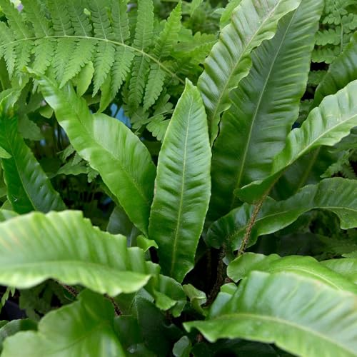 Carbeth Plants Hardy Fern 4 x Plant Mix - Shade Loving