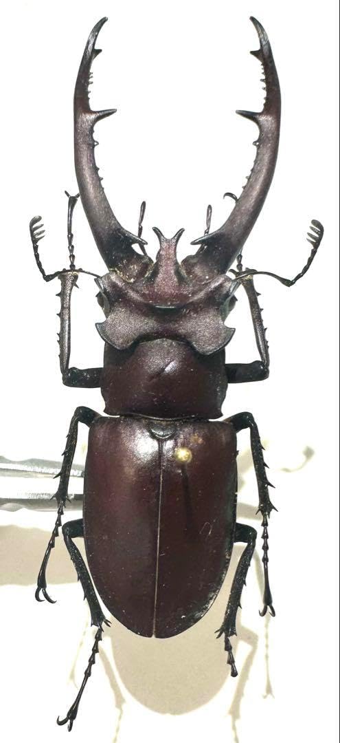 ミクラミヤマクワガタ 標本 前赤タイプ ミクラミヤマクワガタ 標本 前赤タイプ ミクラミヤマクワガタ