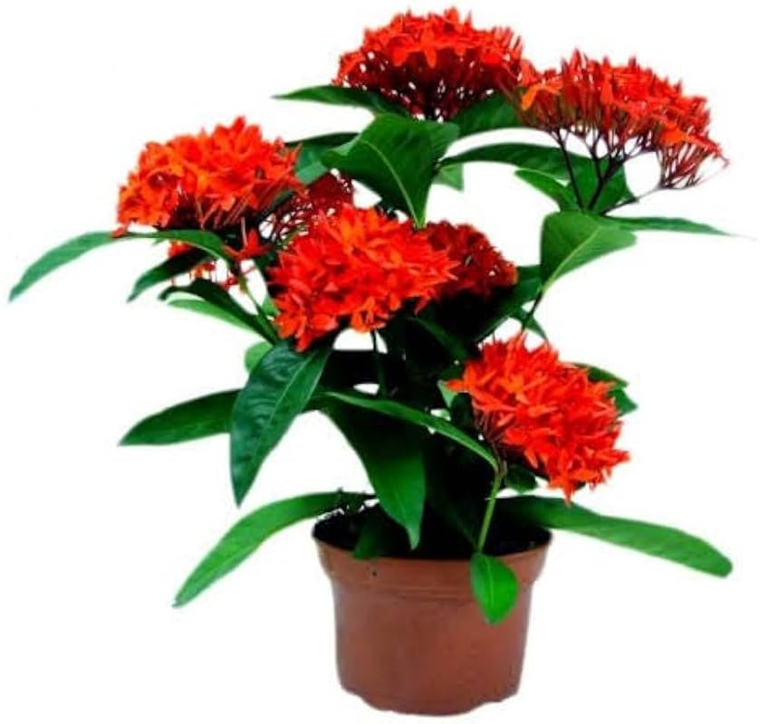 Beautiful Live All Time Red Rongon Flower Plant || For home garden flower outdoor indoor plant for Mini-Park Pack of 2 (B0D2X8RCZV) Amazon Price History, Amazon Price Tracker