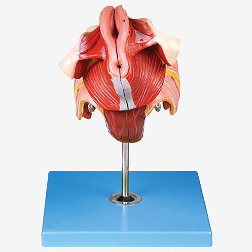 Buy Female Genital Organ Structure Anatomical Model Life Size Online at