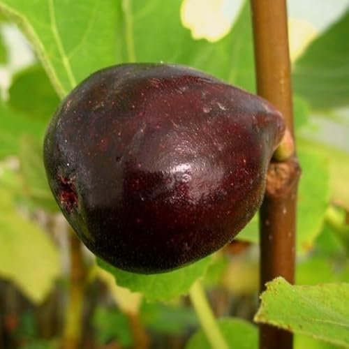 Fruchtfeige Ronde de Bordeaux Ficus carica rotweinfarben bis schwarze Früchte 20-30 cm