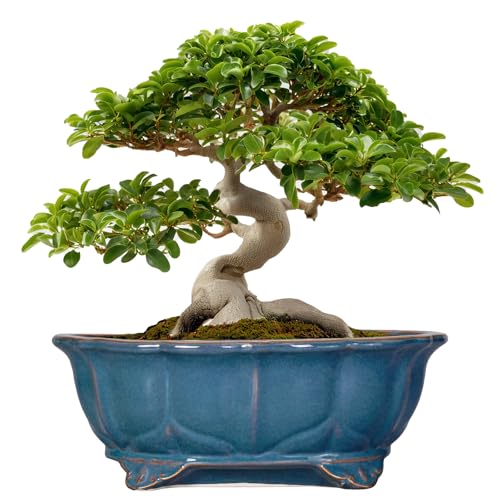 Teagas Bonsai Pots - 13.2 Inch Oval Ceramic Pots for Plants, Large Succulent Planter with Drainage...