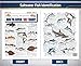 Saltwater Fish Identification Chart #2 - Waterproof Quick Reference Fishing Guide - Species ID + Fishing Methods - (Atlantic, Maine to The Carolinas) - Great Gift for Beginners