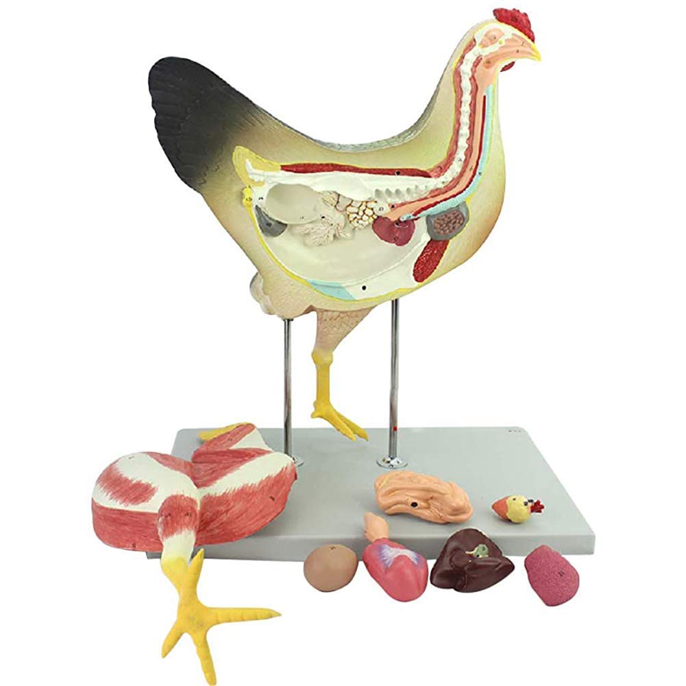 Buy Chicken Anatomy Model Animal Husbandry Organ Visceral Muscle Nerve