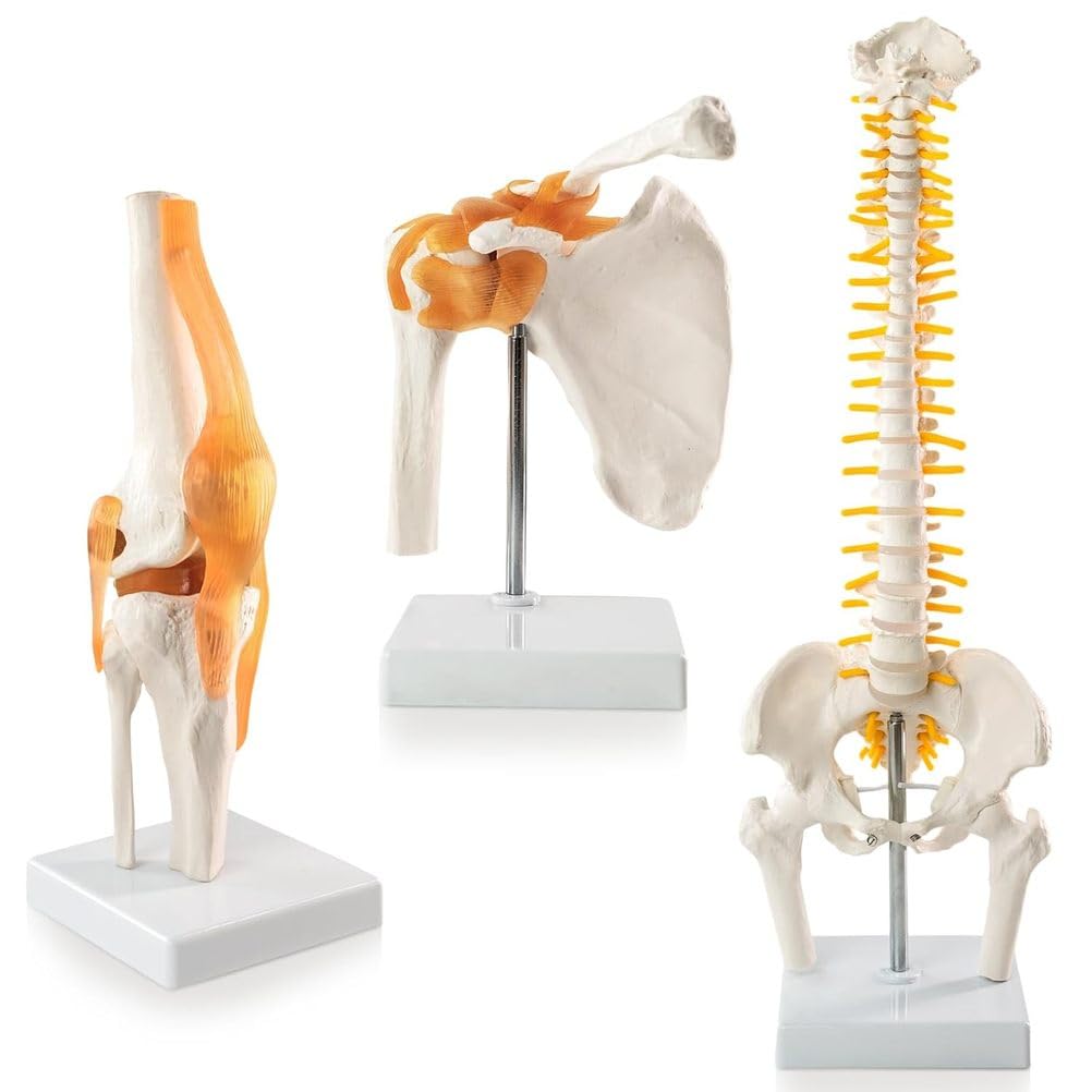 Modelo anatómico humano para educación médica, modelo de articulación trinuclear, escala 1:1 para rodilla, hombro, columna vertebral, pelvis, ideal para introducción al paciente y terapia física
