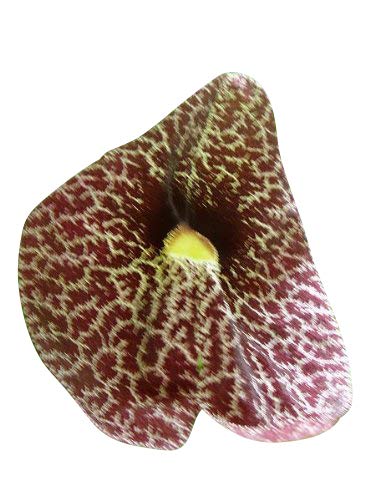 10.000 Samen Gespensterblume -Aristolochia elegans- Frische Ernte