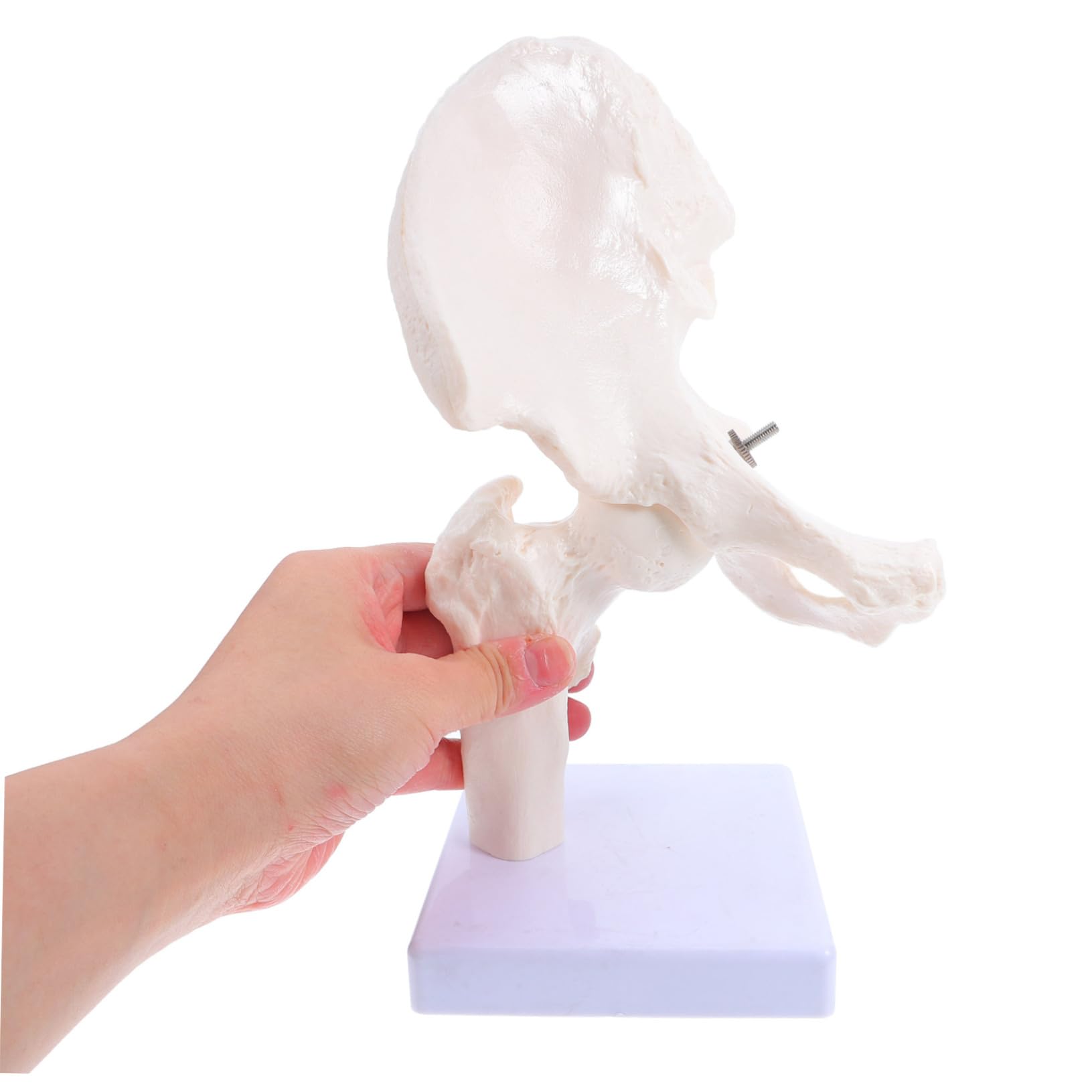 ABOOFAN Modèle Squelette Humain Articulation Anatomie Outil Étude Osseux Démonstration Laboratoire Éducatif