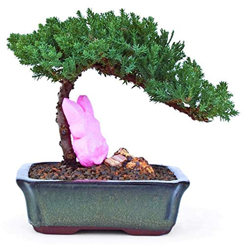 good01 50Pcs/Pack Juniper Seeds For Planting | Juniperus Bonsai Tree Plant Seeds Home Garden Seeds Juniper Seeds
