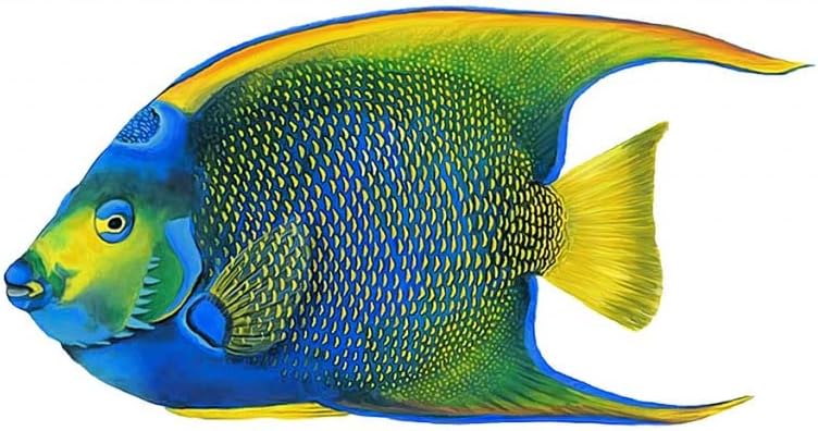 Mosaico de porcelana para piscina Queen Angelfish (9 x 5 pulgadas)