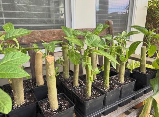 Brugmansia ‘Charles Grimaldi’ Angel’s Trumpet – Live Tropical Plant – Huge Fragrant Yellow Trumpet Flowers – Rare Exotic Flowering Shrub – 3 Inch Pot