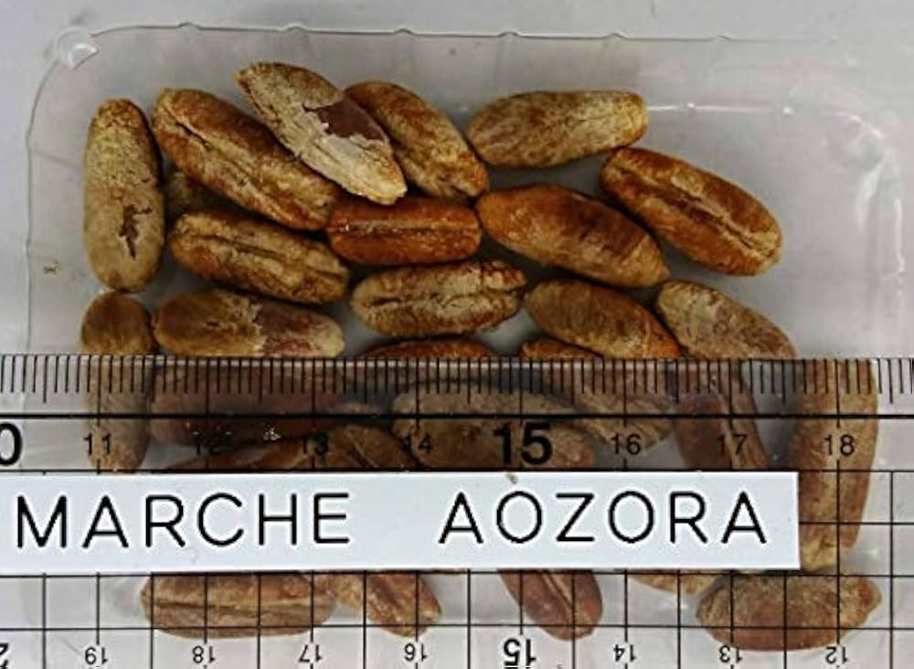 Amazon | カナリーデーツ（カナリーヤシ、フェニックス）の種