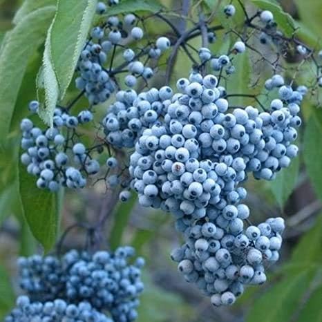 Semillas de saúco azul, 50 semillas para plantar, Sambucus Caerulea, semillas sin OMG, fabricadas en Estados Unidos, se envía desde Iowa