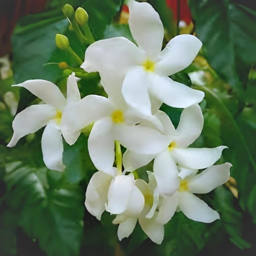 Image of Chandani White Flower Live Plant | Chandani Plant with Pot | White Flowering Plant for Home Garden Balcony Outdoor