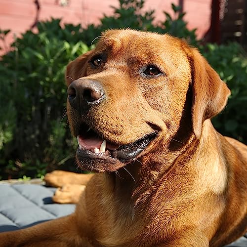 your GEAR Lana Hundematte XXL 90x60 cm – Hundedecke für große Hunde waschbar 60°C – Wasserdicht & Robust – Baumwolle Hundekissen – Auto Kofferraummatte Sofaschutz – XXL Haustiermatte