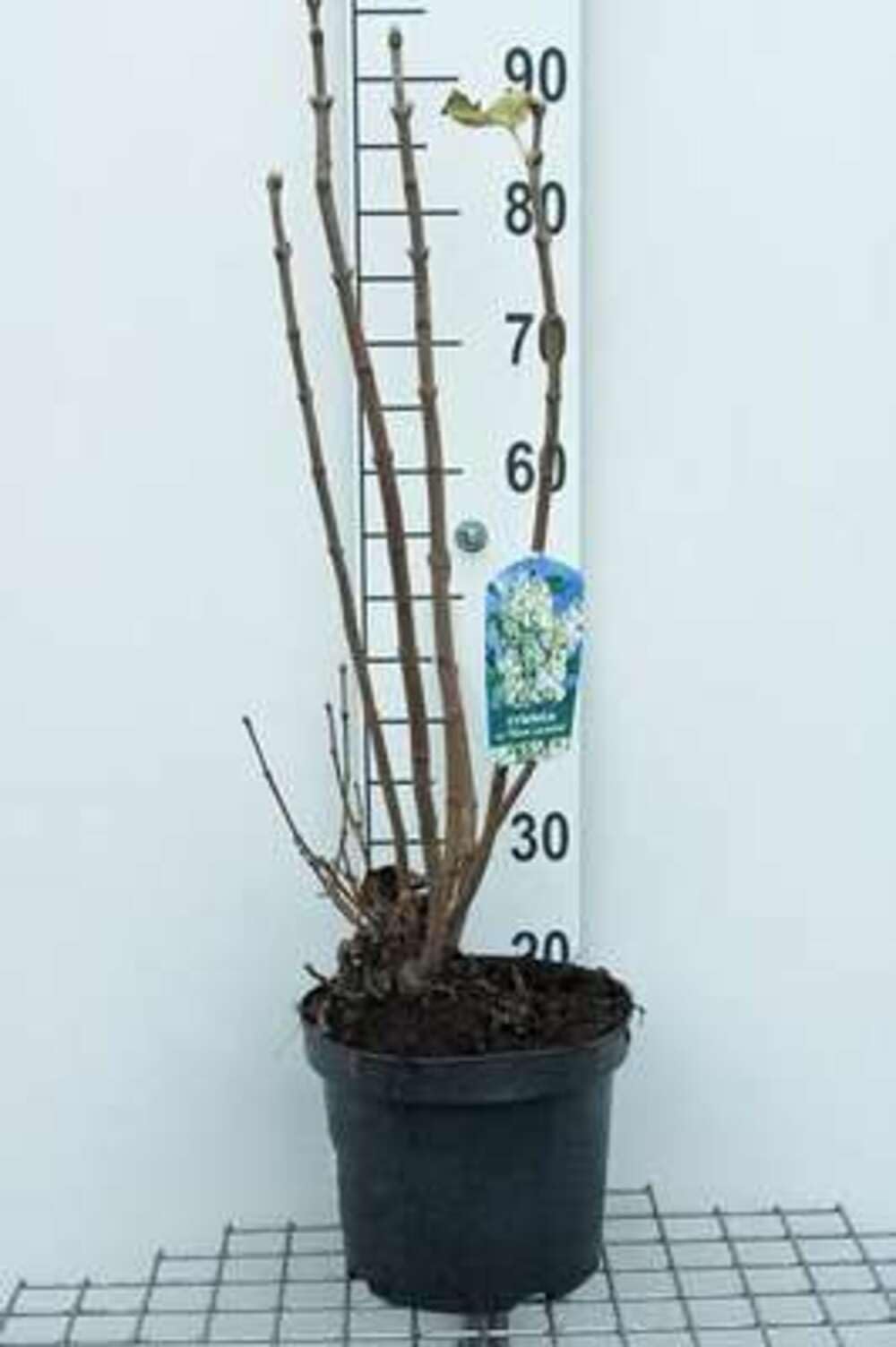 Syringa vulg. 'Mme Lemoine' - Lilas Commun 'Mme Lemoine' 60-70 cm en pot