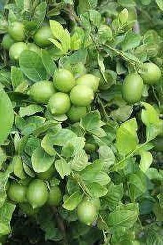 Image of Nimbu Kagzi Lemon Live Plant - All-Time Fruiting Grafted Variety Healthy Lemon Fruit Plant for Home Garden, Terrace & Balcony | High Yield Citrus Plant 1 Live Plant Without Pot (Live grafted lemon)