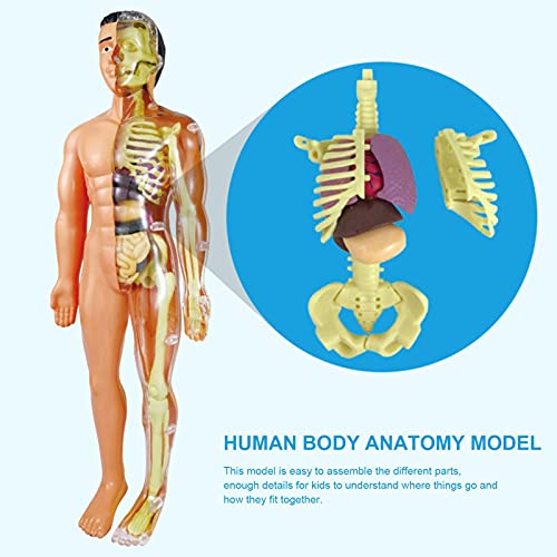 THATA Anatomische modellen van het menselijk lichaam, romp-lichaams-anatomie-model voor kinderen, menselijke… - Image 6