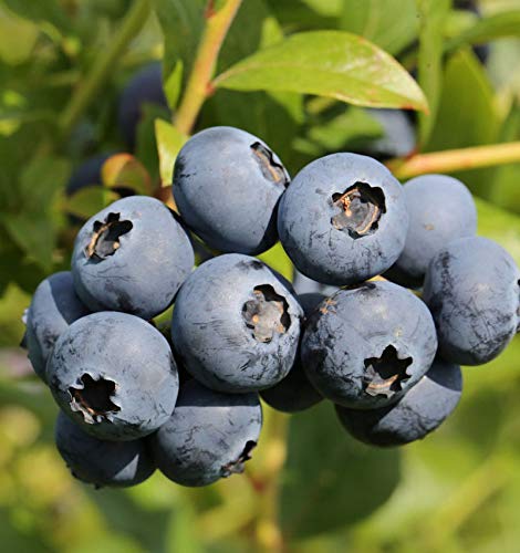 Hochstamm Heidelbeere Goldtraube 80-100cm - Vaccinium corymbosum - lebende Gartenpflanze aus den Baumschulen