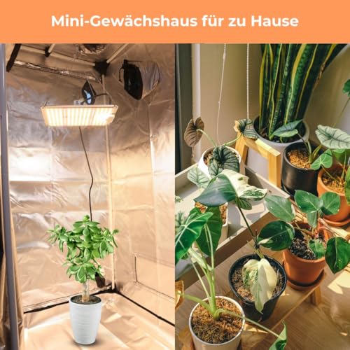 Zelsius Growzelt "MyHomeGrow" Grow tent | Indoor Growbox | schwarz grün | Growroom Growschrank Darkroom Pflanzenzelt Gewächshaus Zuchtzelt (40 x 40 x 160 cm) 7 Zelsius Growzelt "MyHomeGrow" Grow tent | Indoor Growbox | schwarz grün | Growroom Growschrank Darkroom Pflanzenzelt Gewächshaus Zuchtzelt (40 x 40 x 160 cm) – Bild 7