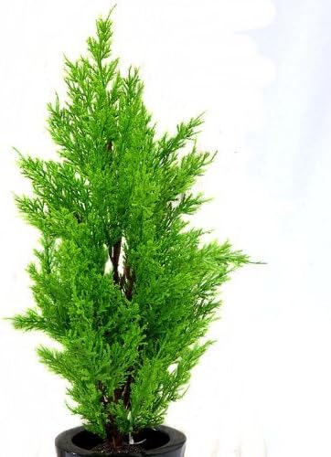 45cm Light Green Artificial Cedar Tree