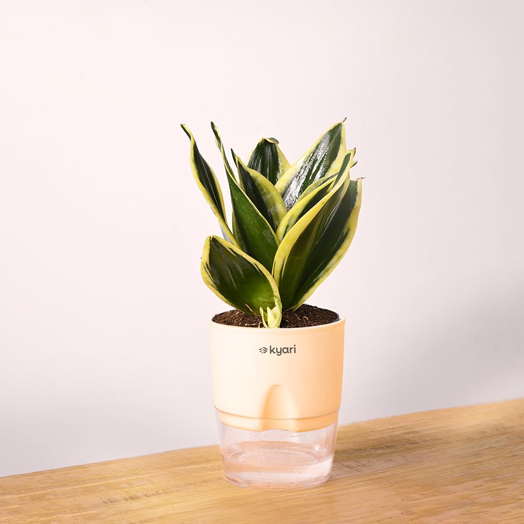 KYARI Sansevieria Golden Hahnii Snake Live Indoor Plant with Cream Self Watering Pot, Best for Living Room, Kitchen, Bedroom, & Office Table, Easy to Care & Maintain, Sturdy Packaging (B0BD8TRYWJ) Amazon Price History, Amazon Price Tracker