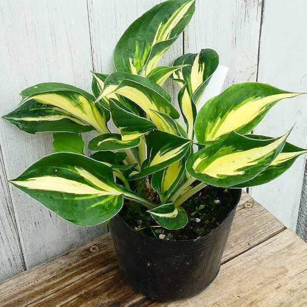 miiページ　ホスタ miiページ ホスタ ギボウシ(ホスタ) 'レイクサイド ペイズリー