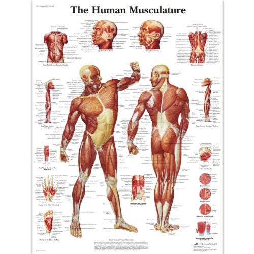 Affiche anatomique du système musculaire humain 3B Scientific plastifiée