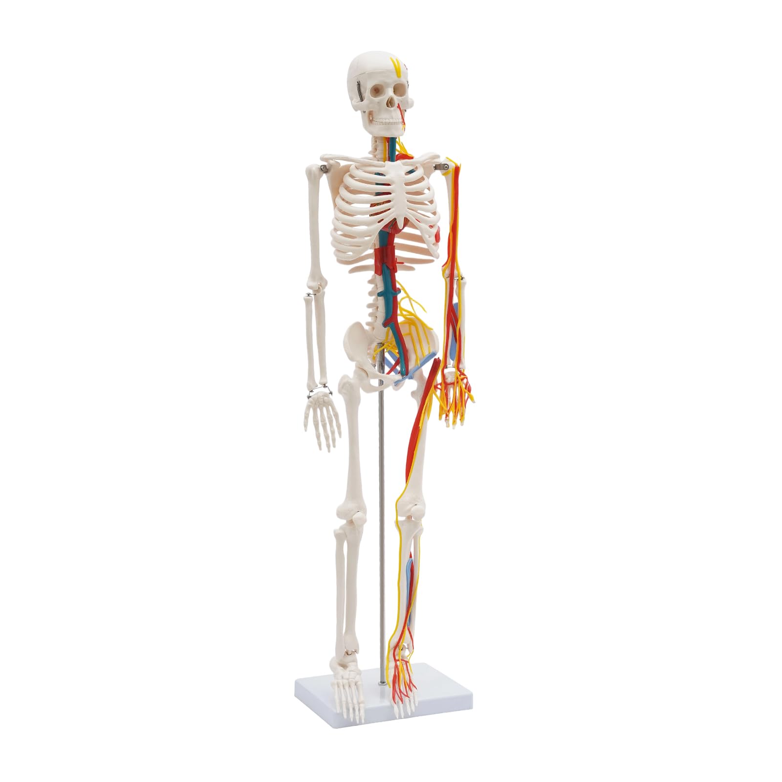 Modello scheletro anatomico, 85 cm, modello in PVC a grandezza naturale, per l'istruzione | Modello scheletro umano, materiale PVC di alta qualità, bianco, autoportante, maglie rimovibili, per lezioni e studi