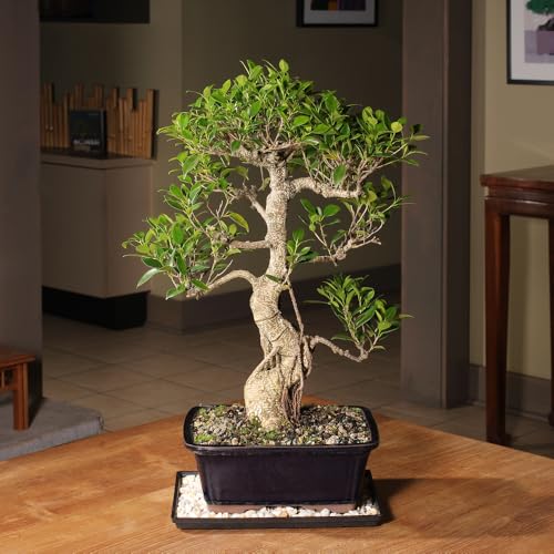 Image of Brussel's Bonsai - Large Live Ficus Bonsai Tree, 10-Year