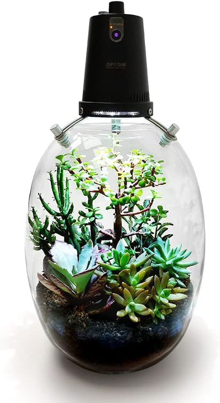 ヒレ長専門店　テラリウム ヒレ長専門店 テラリウム様専用 ヒレ長専門店 テラリウム ラプトル