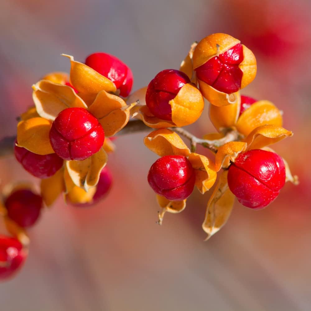 20 American Bittersweet Vine Seeds Fast Growing Vine Plant