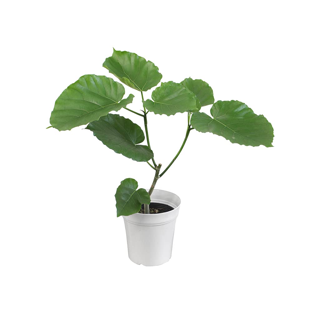 Amazon｜【ハートリーフ】ウンベラータ 5号｜観葉植物 オンライン通販
