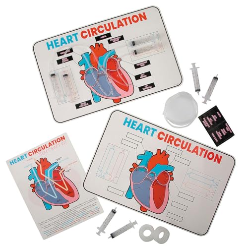Fun Express 17" x 11" STEM Heart Circulation Activity Learning