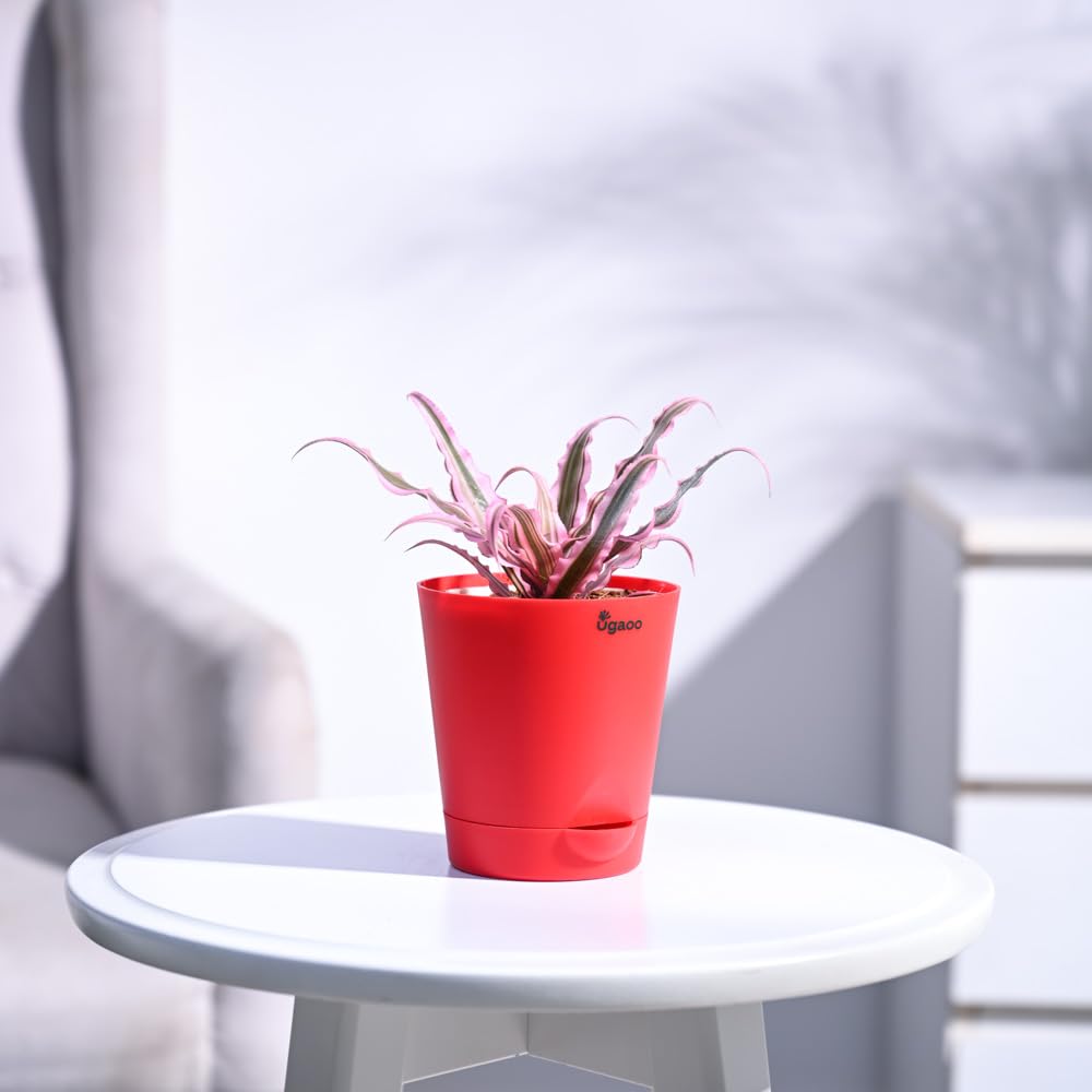 Ugaoo Cryptanthus Pink - Earth Star Plant with Self Watering Pot (B071RSKJDZ) Amazon Price History, Amazon Price Tracker