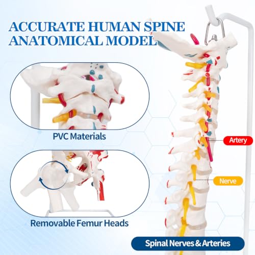 Image of 34.6 inchLife-Size Flexible Human Spine Model with Muscle Origins