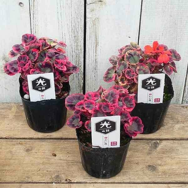 専用リンク 蕾付き 日本初ゼラニウム 希少品種ゼラニウム 日本初海外