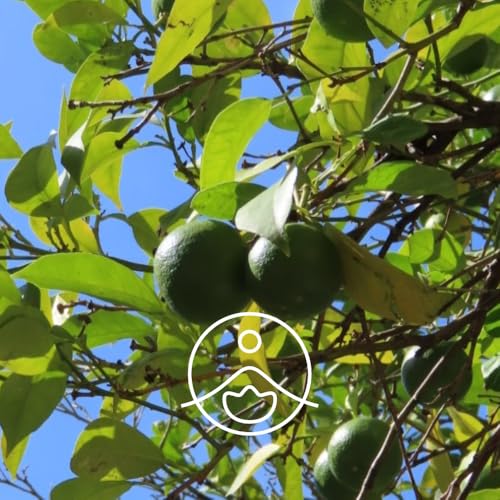 【フロリハナ公式】 ベルガモット・オーガニック・精油 5g(5.78ml) [ Bergamot ]【 エコサート シトラス系 エッセンシャルオイル アロマオイル アロマ アロマテラピー ルームフレグランス 香水 フランス 有機栽培 無添加 Florihana 】